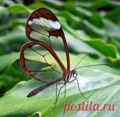 25 восхитительно красивых насекомых — Наука и жизнь