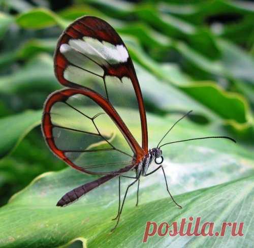 25 восхитительно красивых насекомых — Наука и жизнь