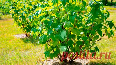 Омолодить и вылечить: как ухаживать за старыми кустами смородины