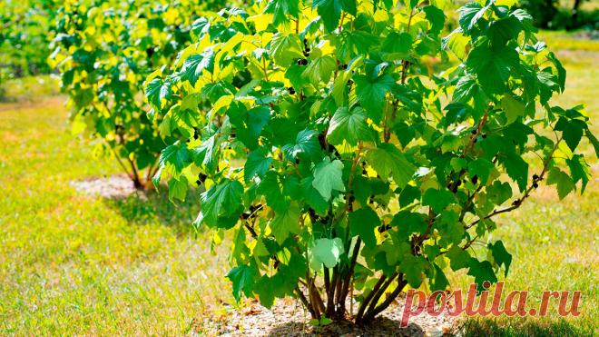 Омолодить и вылечить: как ухаживать за старыми кустами смородины