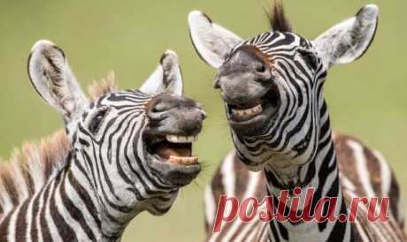 Забавные фото из мира животных - конкурсанты премии Comedy Wildlife Photography Awards