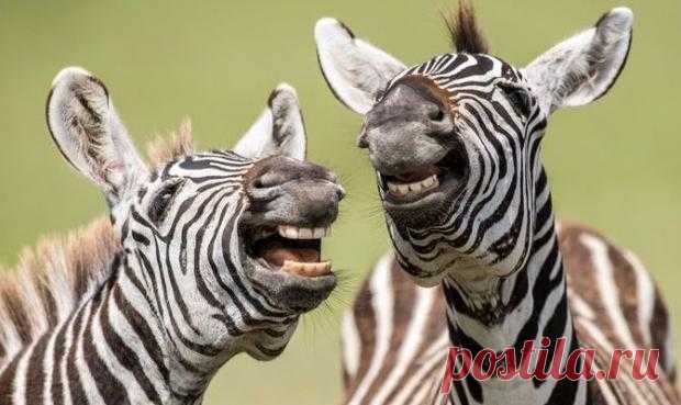 Забавные фото из мира животных - конкурсанты премии Comedy Wildlife Photography Awards