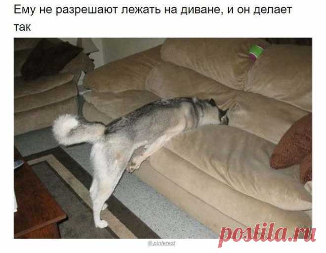 Собаки, которые поняли эту жизнь 

































