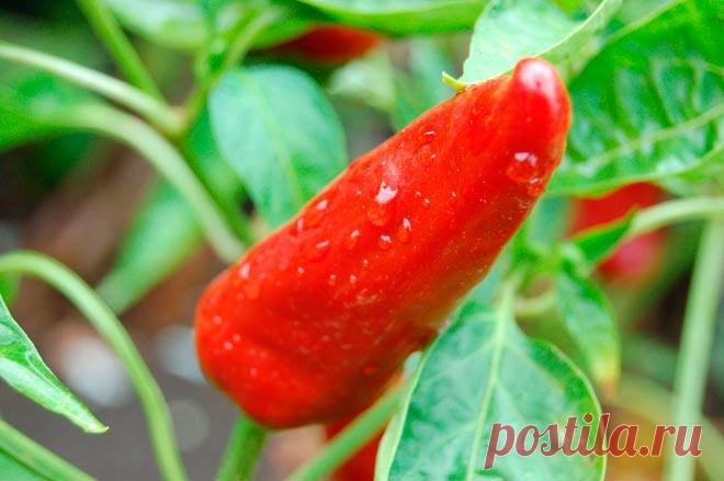 С чем лучше всего сажать острый перец Для получения высокого урожая огородных культур необходимо строго следовать рекомендациям по севообороту.
Ошибочный выбор способен привести к угнетению растений, уменьшению плодов, заражению посадок б...