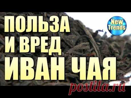 ПОЛЬЗА И ВРЕД ИВАН ЧАЯ !!! КОПОРСКИЙ РУССКИЙ ЧАЙ ЛЕЧЕБНЫЕ СВОЙСТВА КИПРЕЙ УЗКОЛИСТНЫЙ ТРАВА ЦЕЛЕБНЫЙ