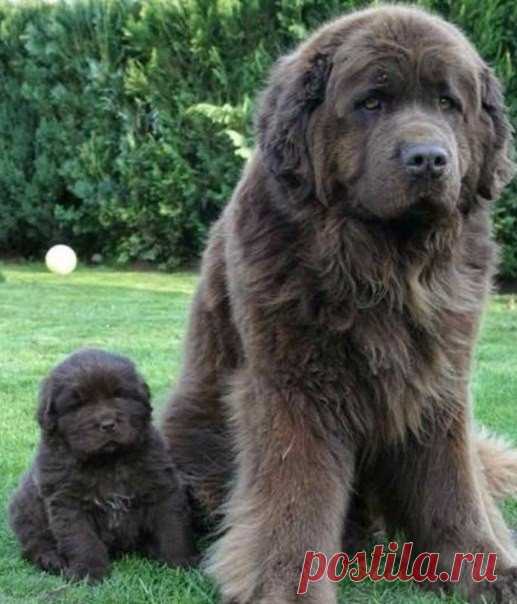 Ньюфаундленд. Мощь и доброта