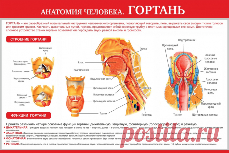 Органы человека: расположение в картинках. Анатомия частей тела