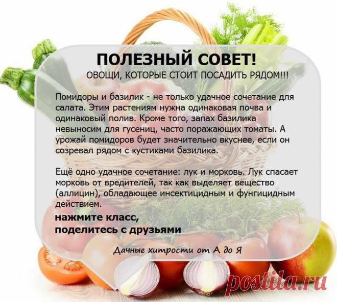 помидоры и базилик