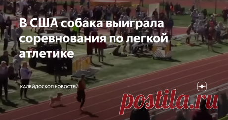 В США собака выиграла соревнования по легкой атлетике Она сорвалась с поводка и присоединилась к спортсменам, обогнав их всех
В середине апреля в американском штате Юта прошли школьные соревнования по легкой атлетике. Однако эстафету 4 на 200 метров выиграли не учащиеся, а милая собака по кличке Холли.
Судя по всему, ей очень понравились соревнования, а потому она сорвалась с поводка и присоединилась к спортсменам на финальном отрезке. Холли была