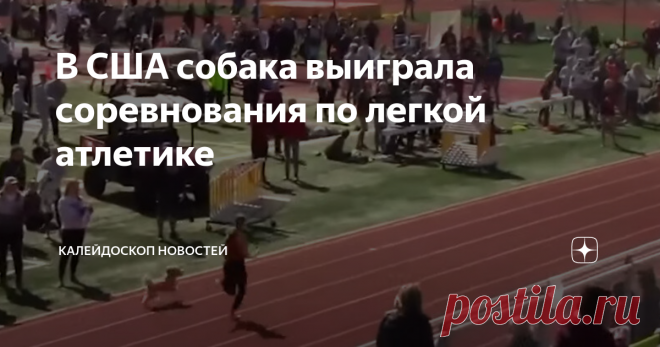 В США собака выиграла соревнования по легкой атлетике Она сорвалась с поводка и присоединилась к спортсменам, обогнав их всех
В середине апреля в американском штате Юта прошли школьные соревнования по легкой атлетике. Однако эстафету 4 на 200 метров выиграли не учащиеся, а милая собака по кличке Холли.
Судя по всему, ей очень понравились соревнования, а потому она сорвалась с поводка и присоединилась к спортсменам на финальном отрезке. Холли была