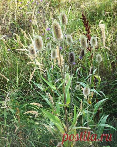 Цветение ворсянкой щетинистой, или лесной (Dipsacus fullonum)