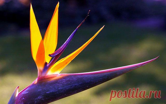 Этот необычный цветок часто называют "Райской птицей" за его необычную форму и яркую расцветку. При ближайшем рассмотрении цветок поражает своей необычностью и красотой. Само растение довольно высокое и может достигать в высоту до 1,5 метров, сам цветок также крупный. Райская птица растет в Южной Африке и пользуется большим спросом у флористов