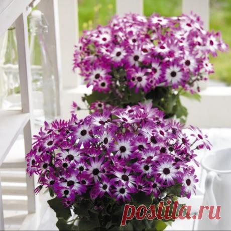 Перикаллис гибридный (Pericallis hybrida), или Крестовник садовый, или Цинерария кровавая