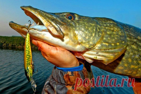 Ловля щуки спиннингом на воблер / Богатая добыча