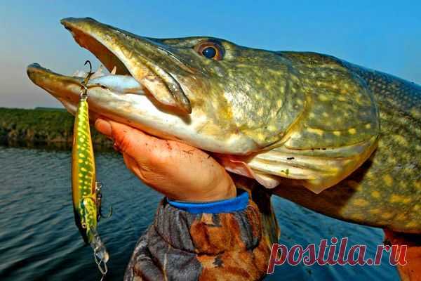 Ловля щуки спиннингом на воблер / Богатая добыча