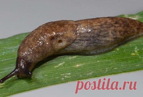 Борьба со слизнями