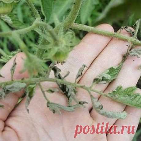 «Рука мастера»: эротическое фото Федора Шмидта - МирТесен