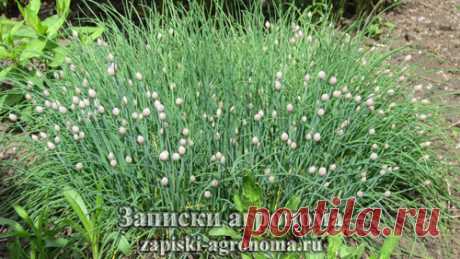 Выращивание шнитт-лука в открытом грунте &amp;bull; zapiski-agronoma.ru