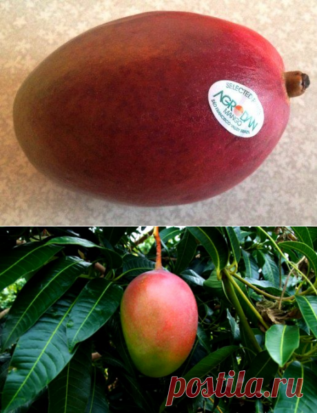 Фрукт Манго - польза и вред для здоровья, как выбрать, есть, полезные свойства спелых и недозрелых плодов, мангового масла, как вырастить дерево манго из косточки, как выбирать в магазине спелый фрукт, как его есть