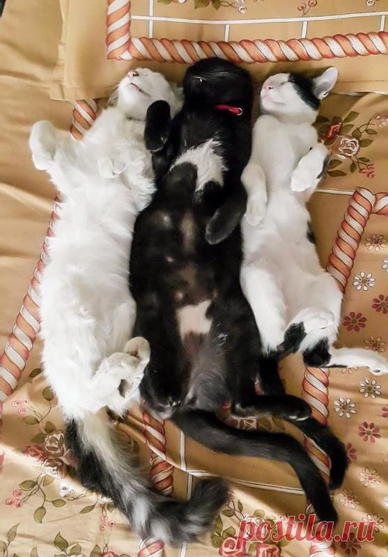 15 очень смешных фото котиков, которые спят в причудливых позах - Летидор