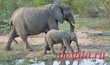 African Elephant and Calf. | Kruger Park. South Africa. Duri… | Flickr