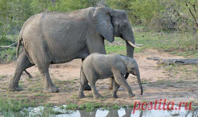 African Elephant and Calf. | Kruger Park. South Africa. Duri… | Flickr