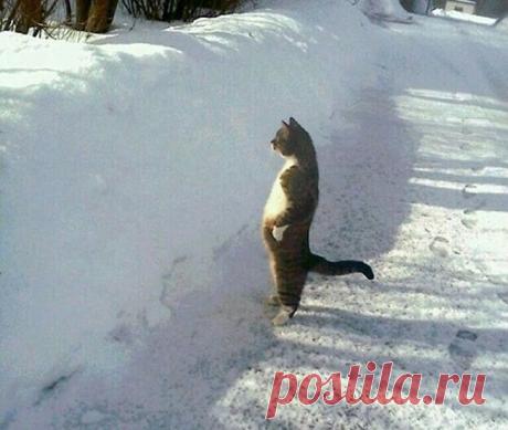 30 фото котов, сделанных в самый подходящий момент