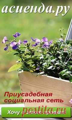 тортилья (43 рецепта с фото)