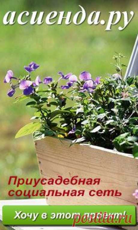 тортилья (43 рецепта с фото)