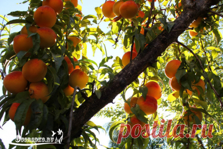 Болезнь персика курчавость листьев – как бороться