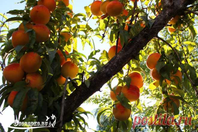 Болезнь персика курчавость листьев – как бороться