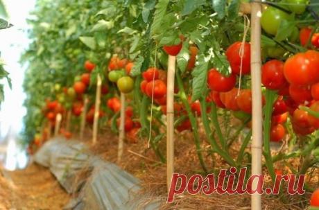 Томаты для ленивых 
 
Для тех, кто не хочет ни подвязывать, ни пасынковать, ни формировать растения томатов, есть такие сорта, которые не требуют на выращивание много сил. Их под силу возделывать даже начинающим огородникам или тем, кто очень занят и бывает на даче лишь по выходным. Речь идет о штамбовых томатах. 
 
Многие эти сорта и гибриды неприхотливы. Они отличаются ранним созреванием, так что никакие теплицы им не потребуются. Стебли у этих растений толстые, листья среднего размера, высота