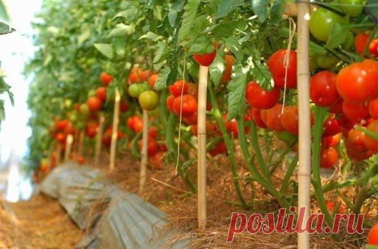 Томаты для ленивых 
 
Для тех, кто не хочет ни подвязывать, ни пасынковать, ни формировать растения томатов, есть такие сорта, которые не требуют на выращивание много сил. Их под силу возделывать даже начинающим огородникам или тем, кто очень занят и бывает на даче лишь по выходным. Речь идет о штамбовых томатах. 
 
Многие эти сорта и гибриды неприхотливы. Они отличаются ранним созреванием, так что никакие теплицы им не потребуются. Стебли у этих растений толстые, листья среднего размера, высота