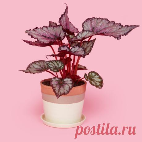Домашние цветы и знаки зодиака | Lifestyle.com.ua