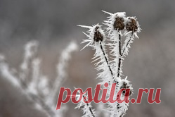 Кристаллизация растений - кристаллизация, растения, стебли, ветки, сухоцветы