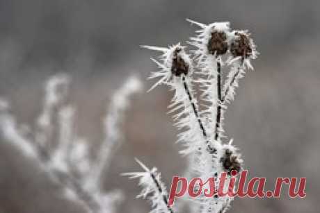 Кристаллизация растений - кристаллизация, растения, стебли, ветки, сухоцветы