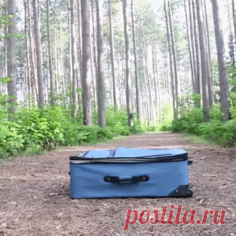 Animal Gifs - Google+