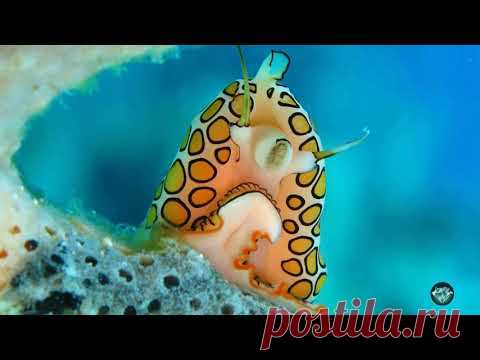 12 крайне немыслимых существ подводного мира🐙 Вы узнаете о них впервые