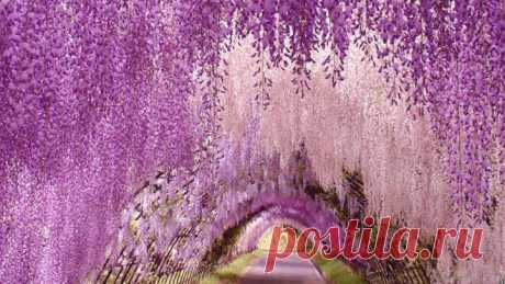 Глициния. Япония.