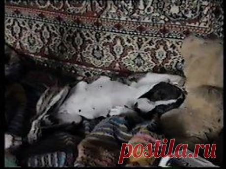 Видео в рубрике: &quot;Наши домашние животные&quot;