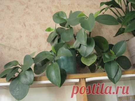 Пеперомия - Peperomia: фото, условия выращивания, уход и размножение | happyflora.ru