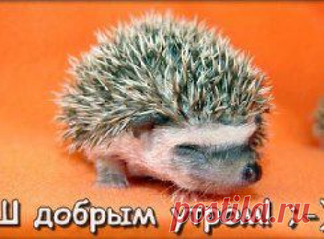 Доброй дороги — идущим! Сил и терпения — ожидающим! Тепла и искренности — встречающим… И волшебного пинка — нерешительным!) C добрым утром , леди и джентльмены!