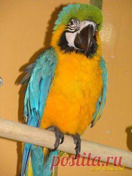 ... - ГОТ!!!! - подумал попугай, глядя на ворону.
 - ГЕЙ!!!! - подумала ворона, глядя на попугая...