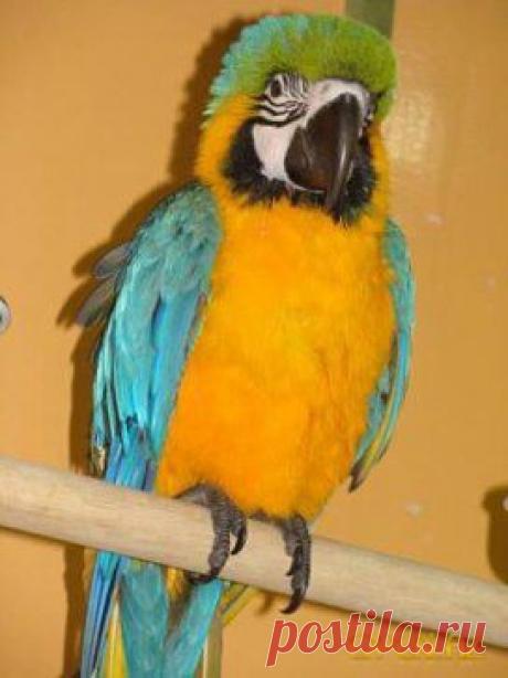 ... - ГОТ!!!! - подумал попугай, глядя на ворону.
 - ГЕЙ!!!! - подумала ворона, глядя на попугая...