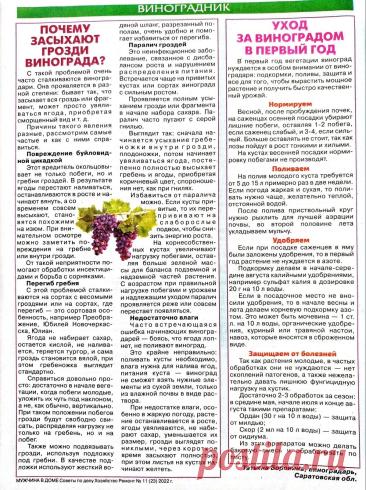 Почему засыхают гроздья винограда. Уход за виноградом в первый год