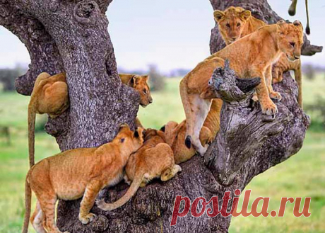 флора и фауна танзании – Google Поиск