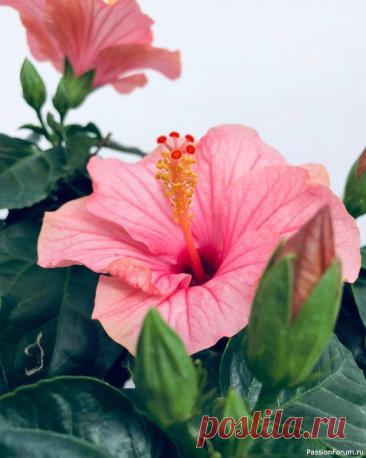 Комнатный гибискус или китайская роза