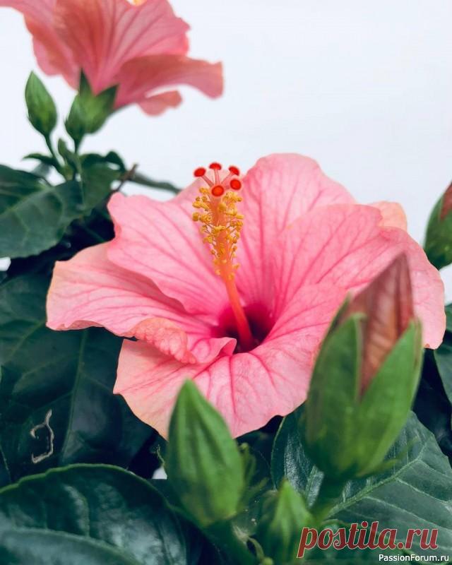 Комнатный гибискус или китайская роза