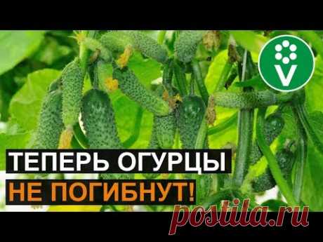 Революционный способ борьбы с ПЕРОНОСПОРОЗОМ огурцов, лука, чеснока