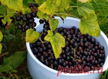 Моя смородина крупнее винограда
ет 15 тому назад черная смородина не баловала меня урожаем. Я приобретал случайные сорта у знакомых садоводов, но они были поражены вирусными болезнями, почковым клещом, страдали от мучнистой росы. Н…